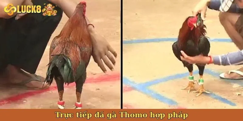 truc-tiep-da-ga-thomo-hop-phap