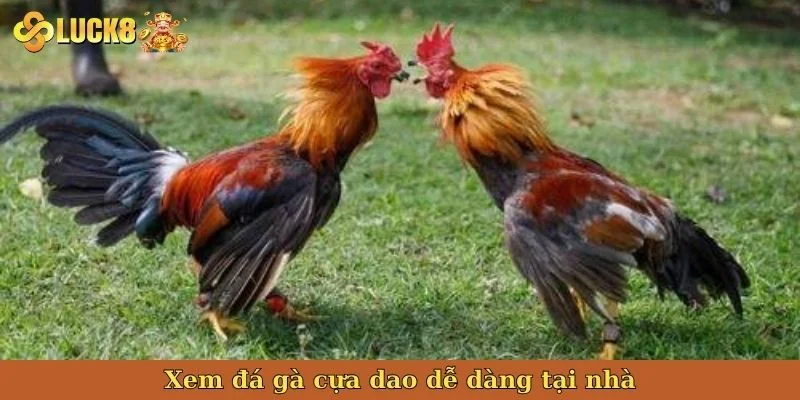 xem-da-ga-cua-dao-de-dang-tai-nha